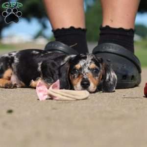 Barney, Dachshund Puppy
